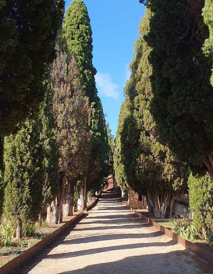 Camino de tierra entre dos hileras de cipreses altos, en Alloza