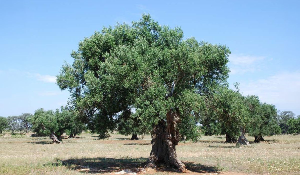 Un olivo viejo de tronco ancho en medio de un olivar